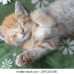 292开奖网官方开奖结果查询与最新资讯平台 euapgmpv6x